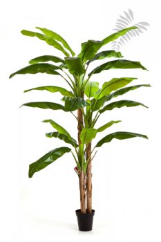 BANANATREE X 3 240cm 57208N