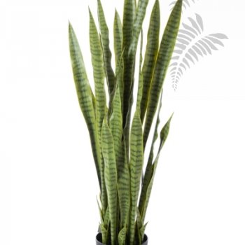 Sanseveria Green 120cm 57404N