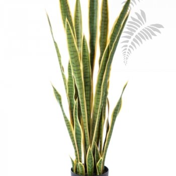 Sanseveria Variegated 120cm 57404NG