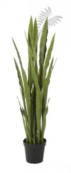 Sanseveria Green 150cm 57505N