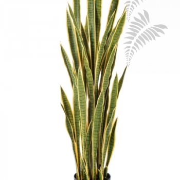 Sanseveria Variegated 150cm 57505NG