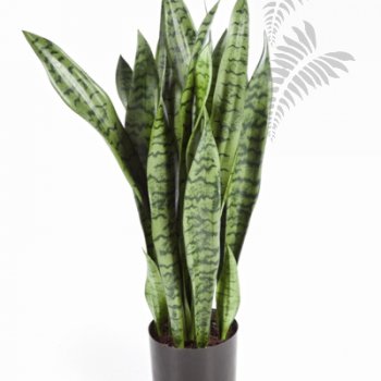 SANSEVERIA 80 cm 6280N