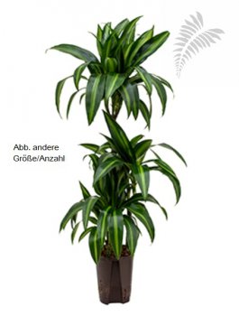 Dracaena hawaian sunshine Karussell 160- KT 28/19