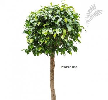 Ficus benj. 