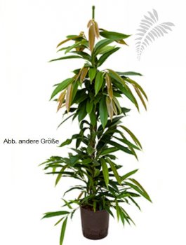 Ficus longi. "Amstel King" 60-80cm KT 15-18/19