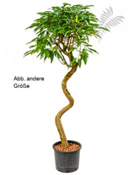 Ficus longi. "Amstel King" 120-140cm KT 30/26