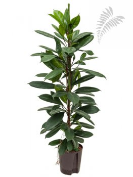 Ficus cyathistipula 130-150cm KT 18-22/19