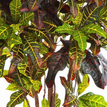 CROTON TREE 37604N