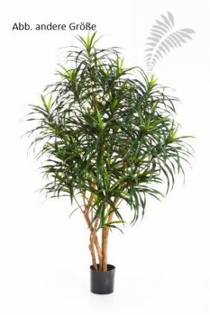 DRACAENA ANITA TREE 150cm 24005N