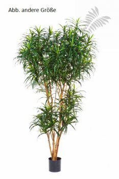 DRACAENA REFLEXA ANITA TREE 150cm 24205N