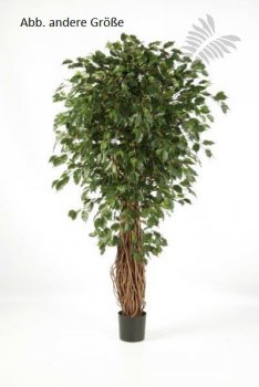 FICUS LIANA EXOTICA DE LUXE 240cm 30808N