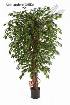 HAWAIIAN FICUS LIANA 120cm 30904N