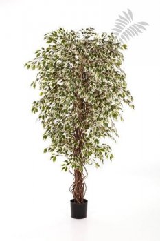 VAR-HAW. FICUS LIANA 120cm 30904NW