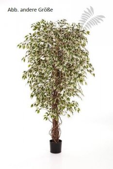 VAR-HAW. FICUS LIANA 210cm 30907NW