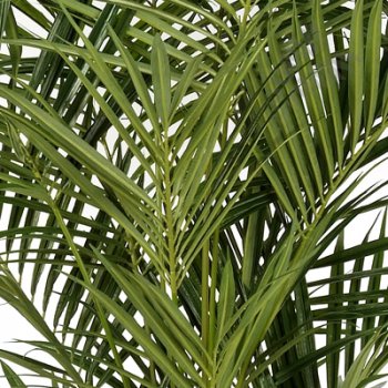 NAT. KENTIA PALM DE LUXE 1344XL