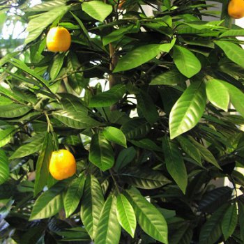 MANDARIN ORANGE TREE 40005N