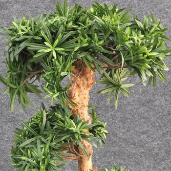 PODOCARPUS 39603N