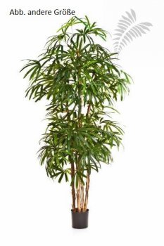 NATURAL RAPHIS PALM 36305N