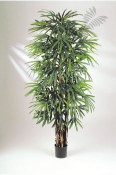 NATURAL RAPHIS PALM 36306N