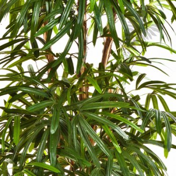 NATURAL RAPHIS PALM 36304N