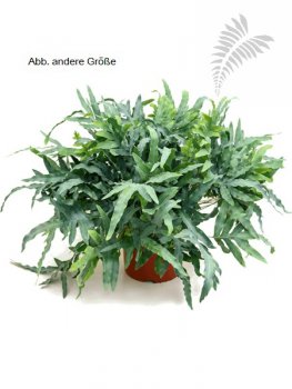 Phlebodium blue star 40-50cm KT 18/19