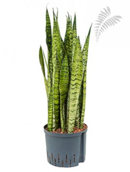 Sanseveria zeylanica 60-80cm KT 15/19