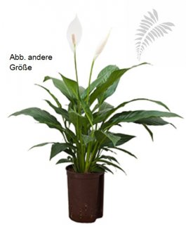 Spathiphyllum 30-40 cm KT 15/19