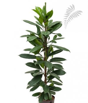 Ficus cyathi. 60-80cm KT Florafilt