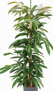 Ficus longi. Amstel King  60-80cm KT Florafilt
