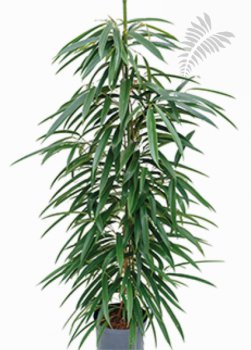 Ficus longi. 100-120cm -A- KT Florafilt