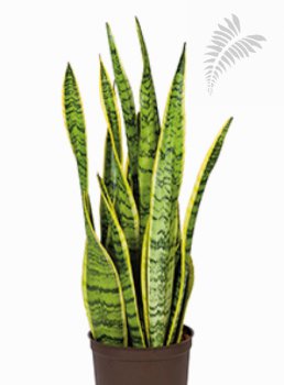 Sanseveria laurentii 50-60cm -A- KT Florafilt