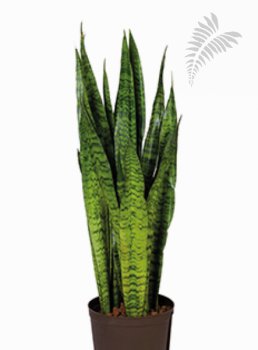Sanseveria zeylanica 50-60cm -A- KT Florafilt
