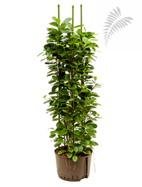 Beiermeister Hydrokulturen - Ficus moclame 3er 140-160cm KT 25/19