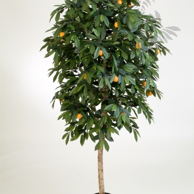 Beiermeister Hydrokulturen Mandarin Orange Tree 40006n