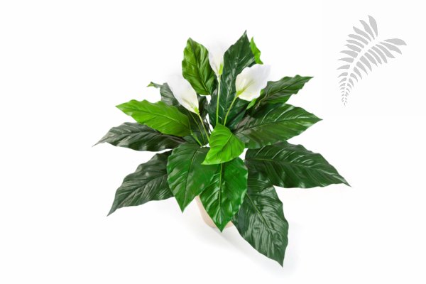 SPATHIPHYLLUM 1017N