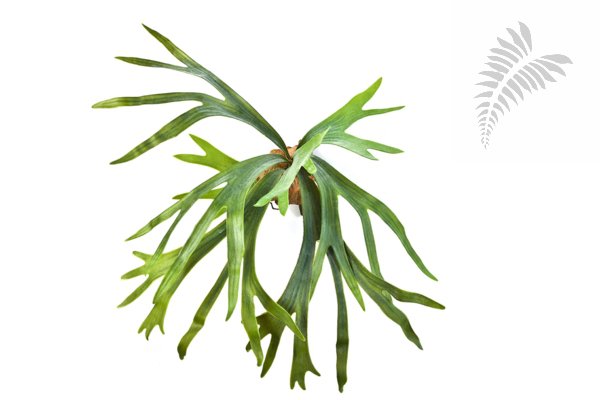 STAGHORN FERN X8 LVS 1023N