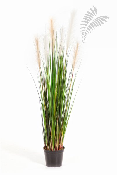 REED GRASS W/CREAM-BROWN FL 1039N-120