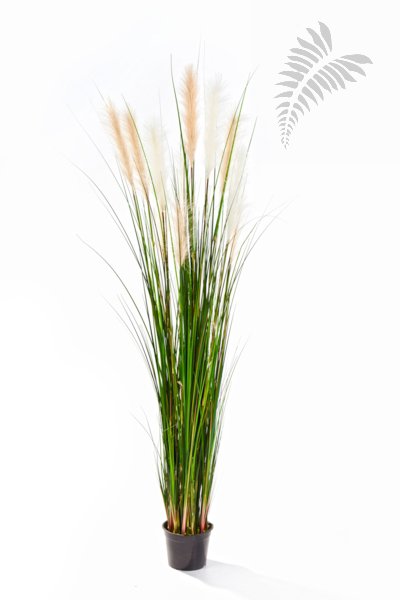 REED GRASS W/CREAM-BROWN FL 1039N-180