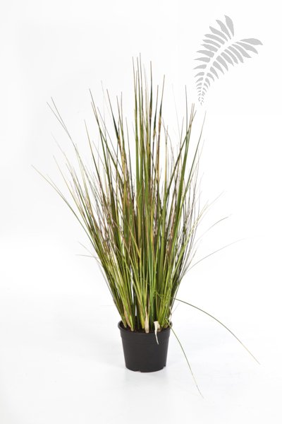 BAMBOO GRASS 1043S