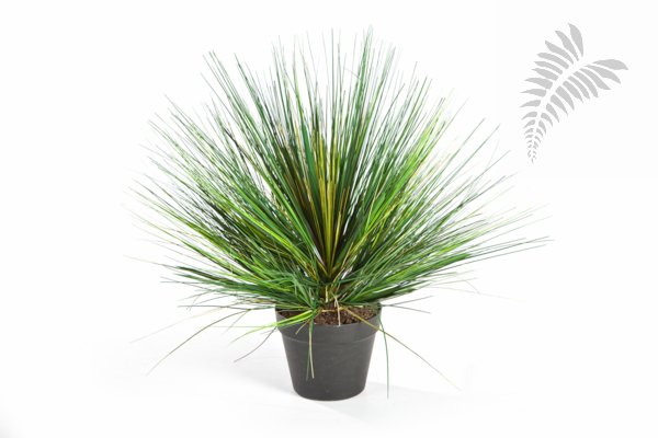 ONION GRASS X 3056-70CM 1048N-L