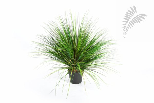 ONION GRASS X 2468-65CM 1048N-M