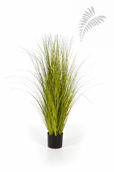 MISCANTHUS GOLD GRASS 105cm 1055G-105