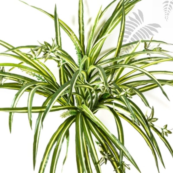 Spider Plant Bush X3 1069N