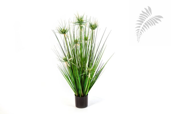 SVR ONION STAR GRASS W/FL 80cm 1090N-080