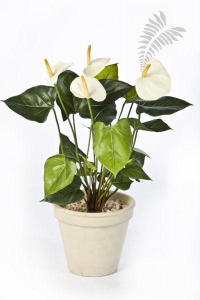 ANTHURIUM DE LUXE CREAM 1108CR