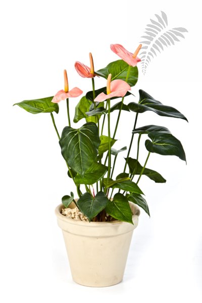 ANTHURIUM DE LUXE PINK 1108PK