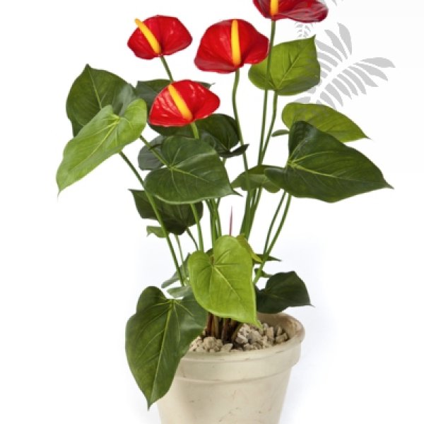 ANTHURIUM DE LUXE RED 1108R