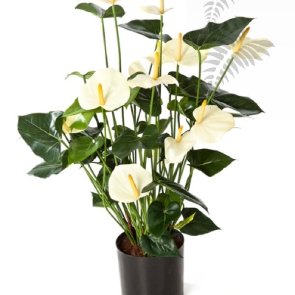 ANTHURIUM DE LUXE CREAM 1109CR