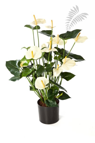 ANTHURIUM DE LUXE CREAM 1109CR