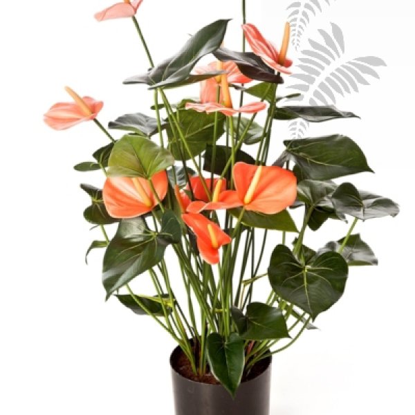 ANTHURIUM DE LUXE PINK 1109PK